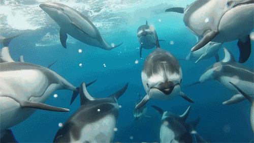 1642058231600078.gif 2.gif